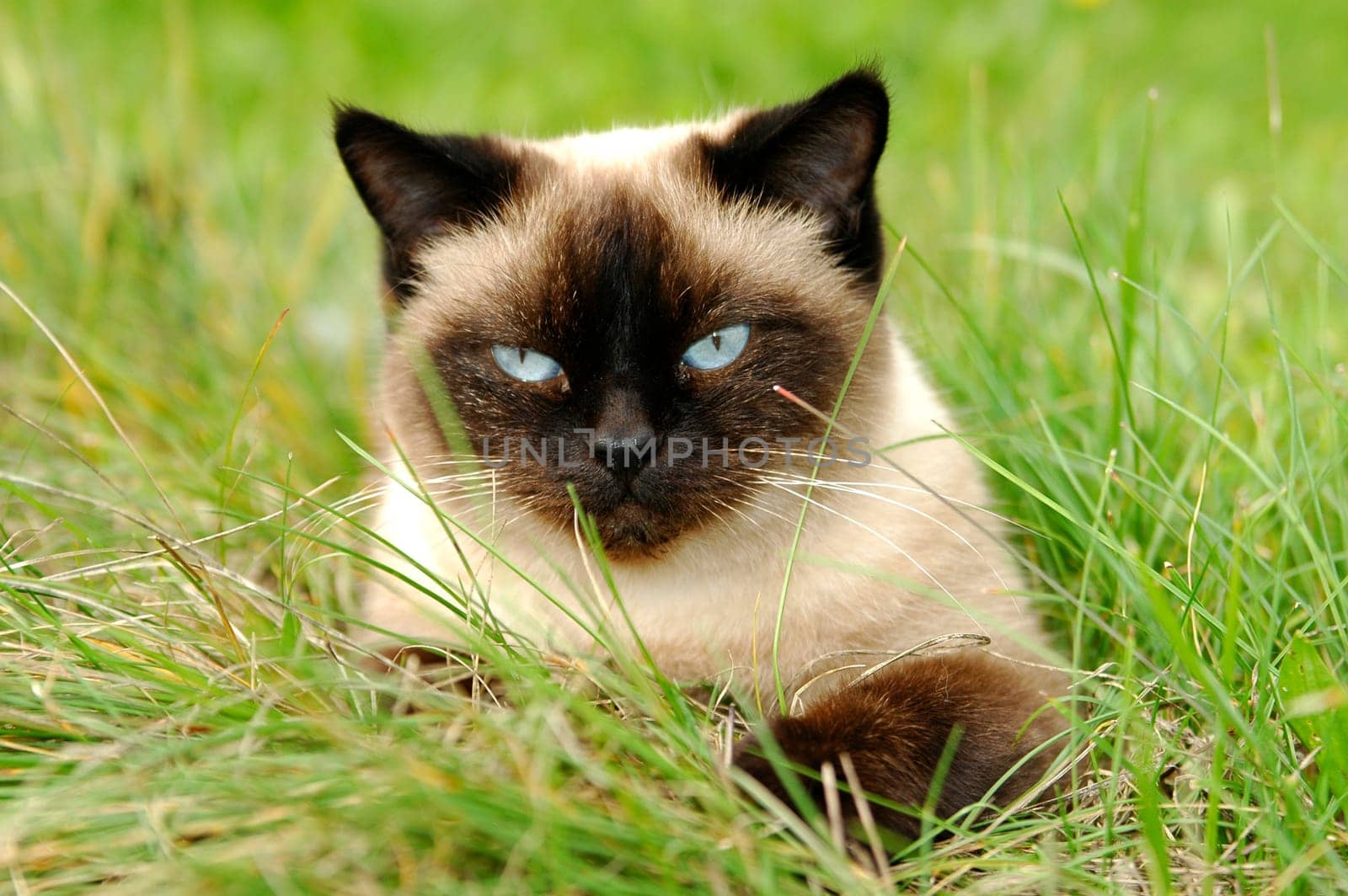 Young cat playing in the grass