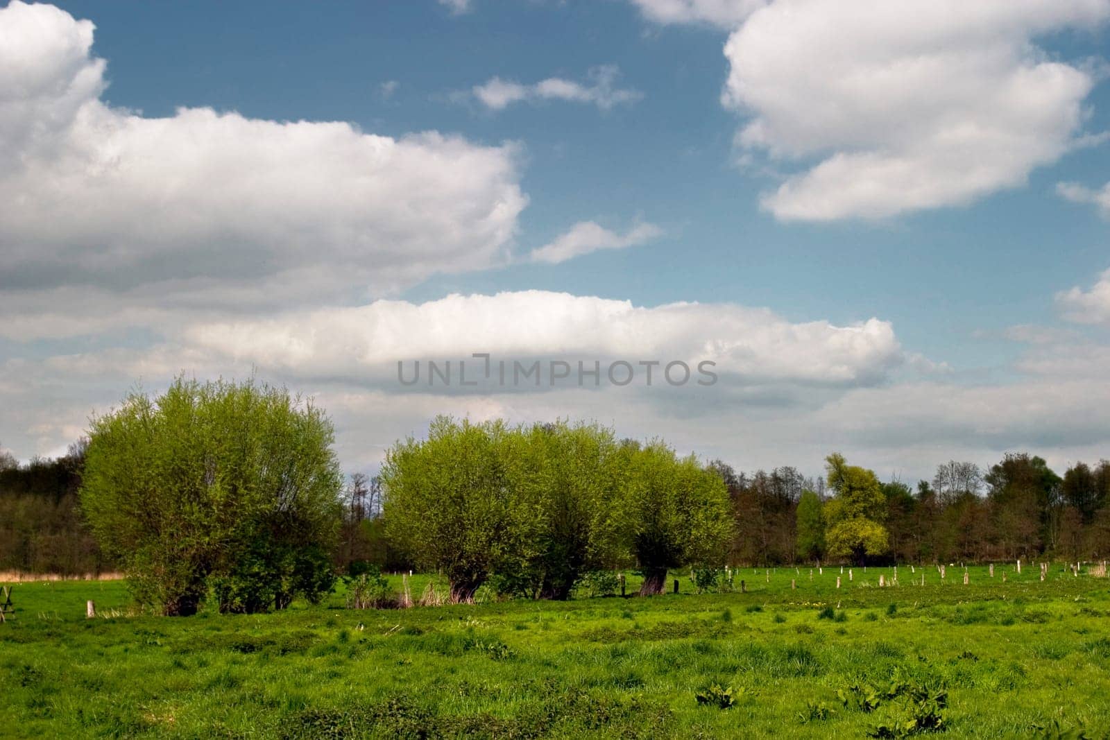 Spring on the Lower Rhine