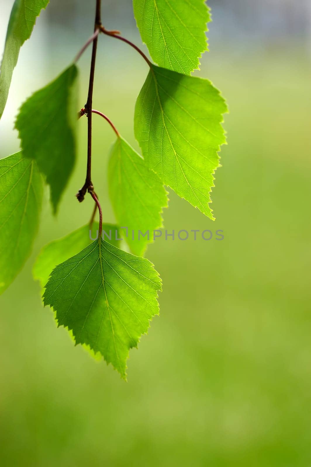 Birch leaves 02