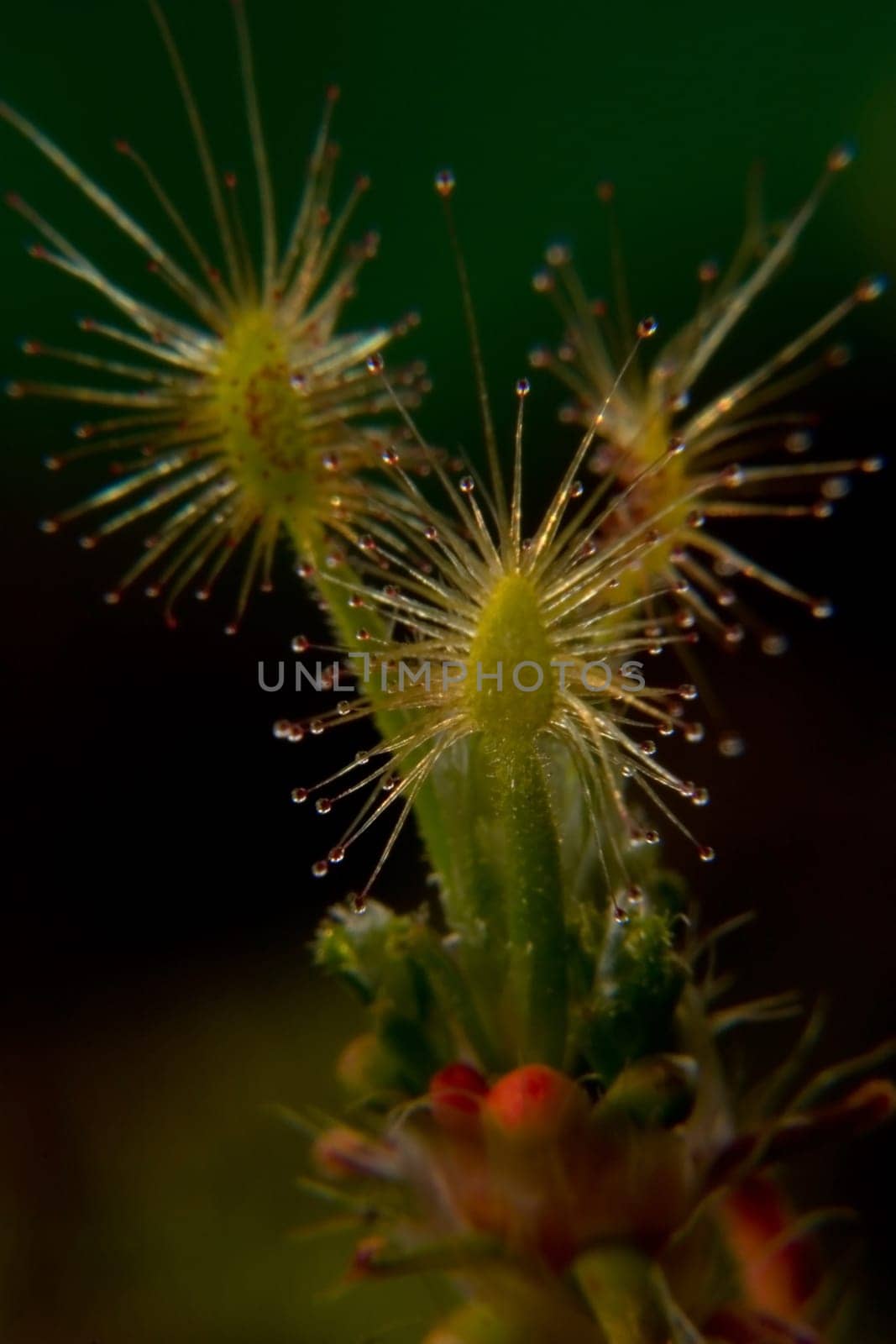 This is an extremely small species of sundew that is native to Australia. It catches insects such as our native sundew via sticky traps,the droplets on the leaves and then digests them. A leaf has a real diameter