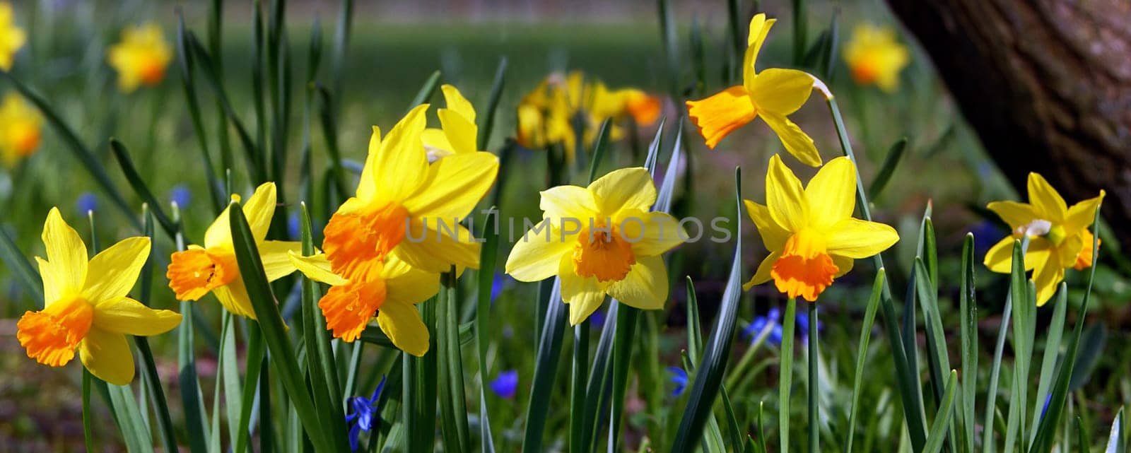 Daffodil flowers