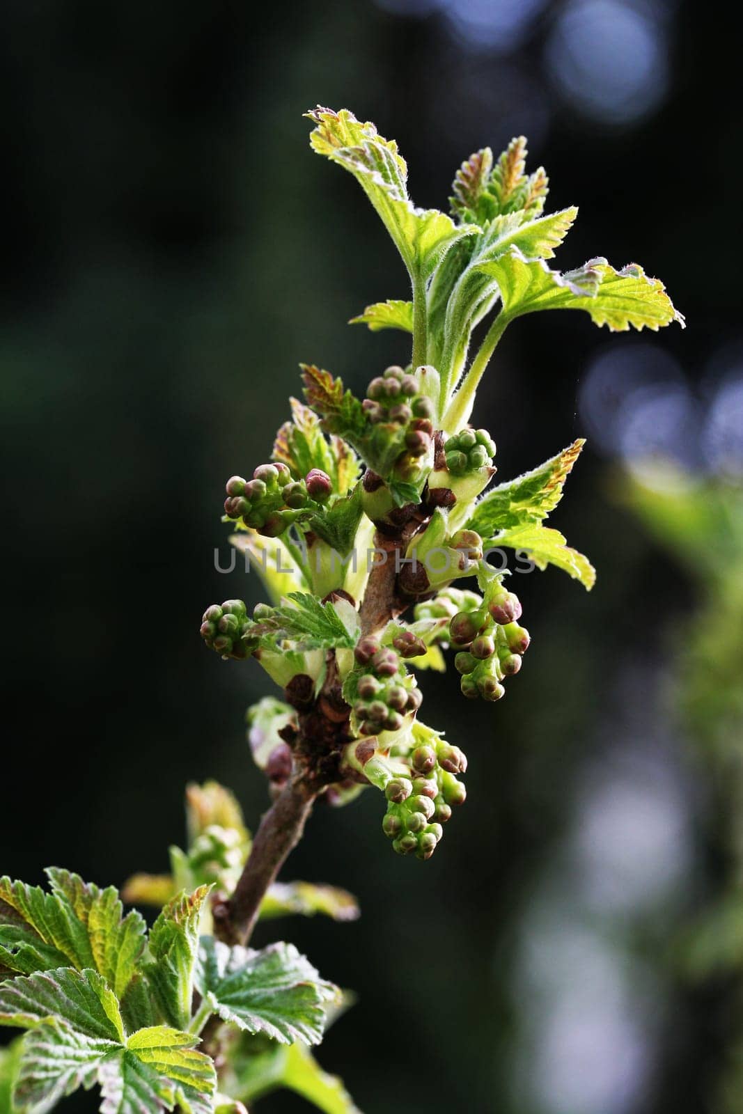 Currant flowers