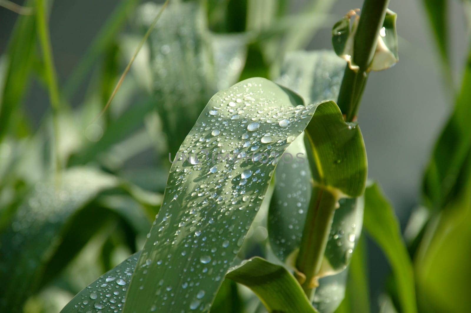 Corn after rain