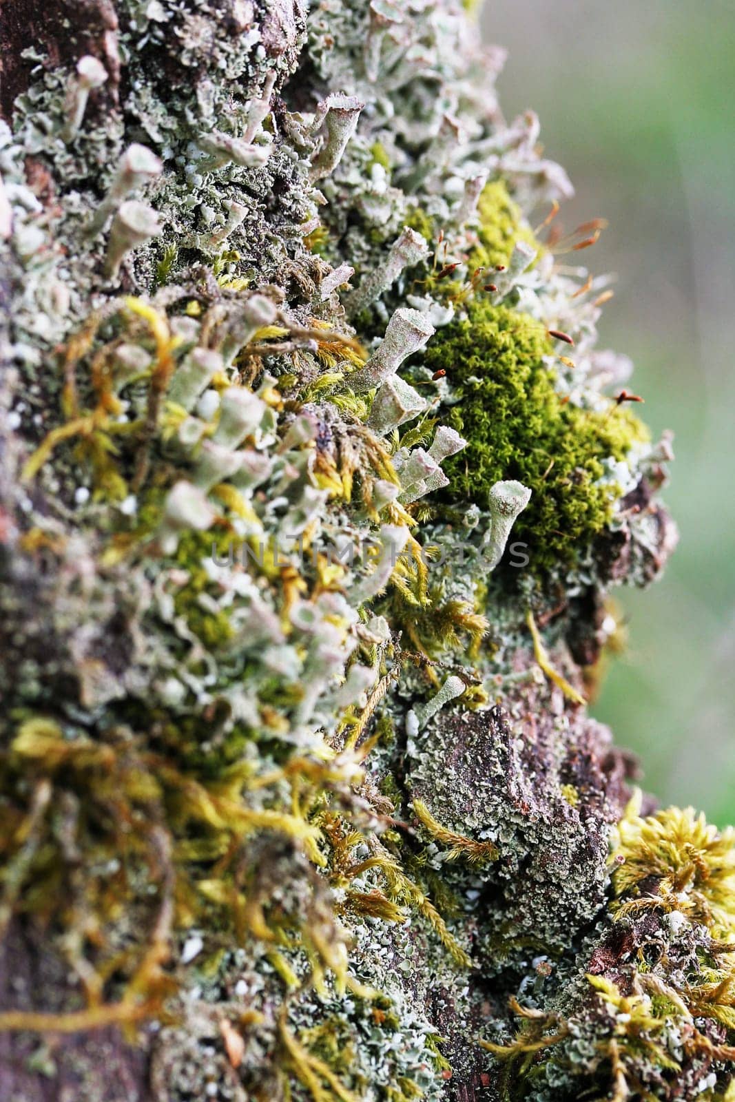 Lichens II