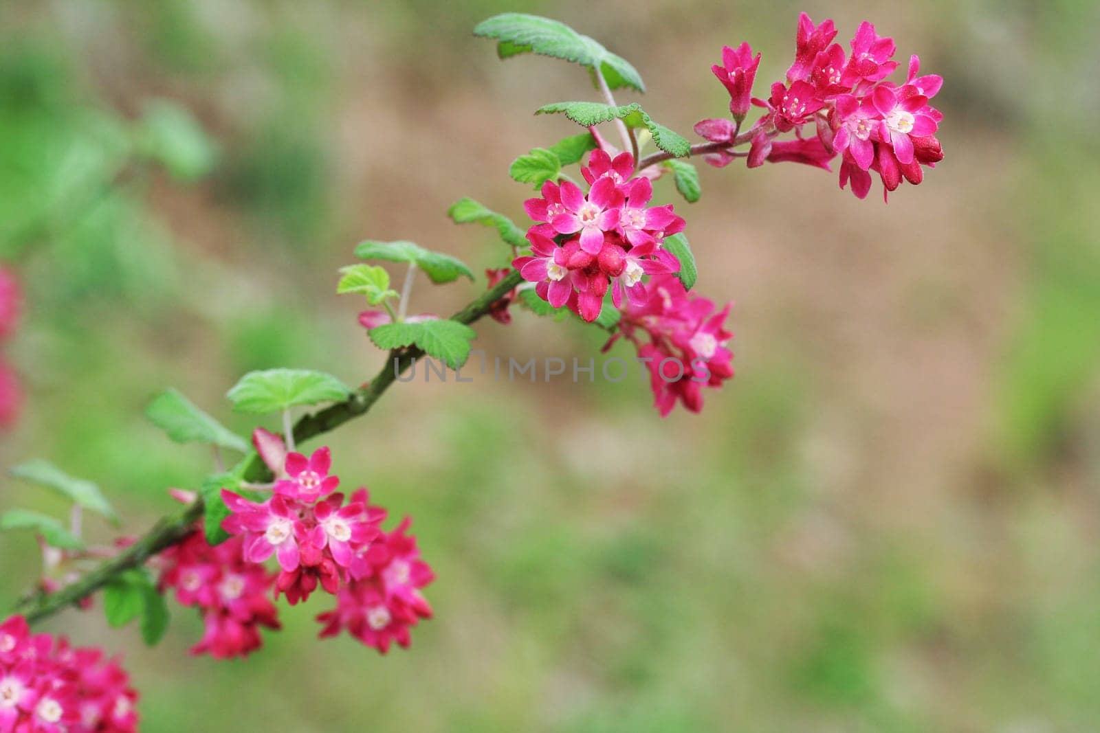 Ornamental currant I