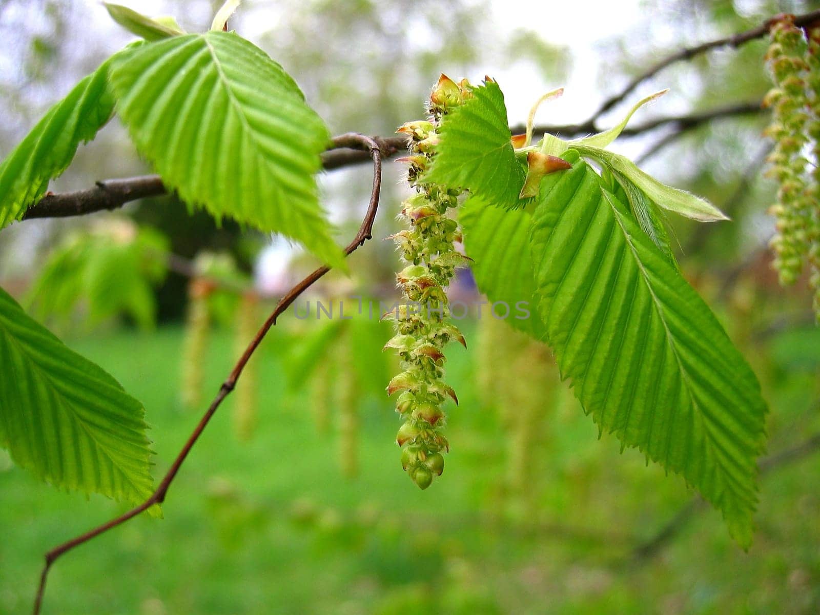 Spring