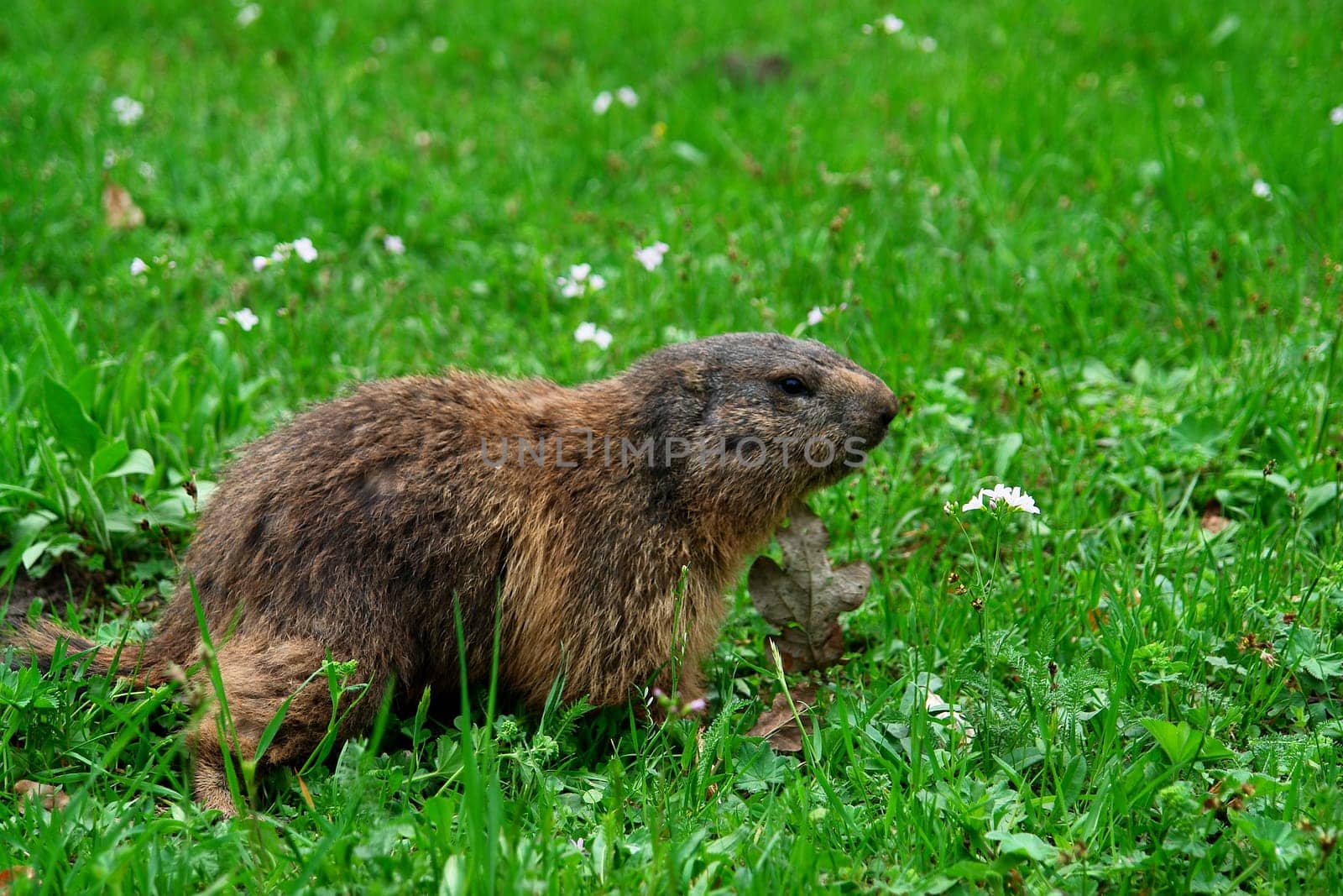 Marmot