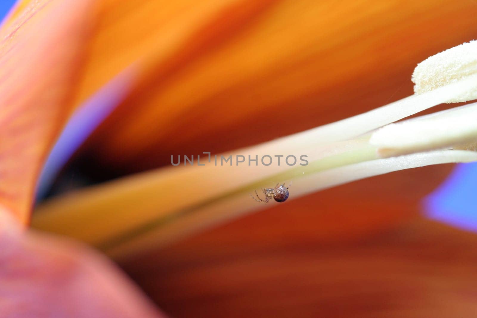 While photographing the flower of the imperial crown,this mini spider (about 3 mm) began to build its web in the flower. Actually,I just wanted to photograph the flower (maybe other pictures of the series). I only discovered the spider through the macro lens.