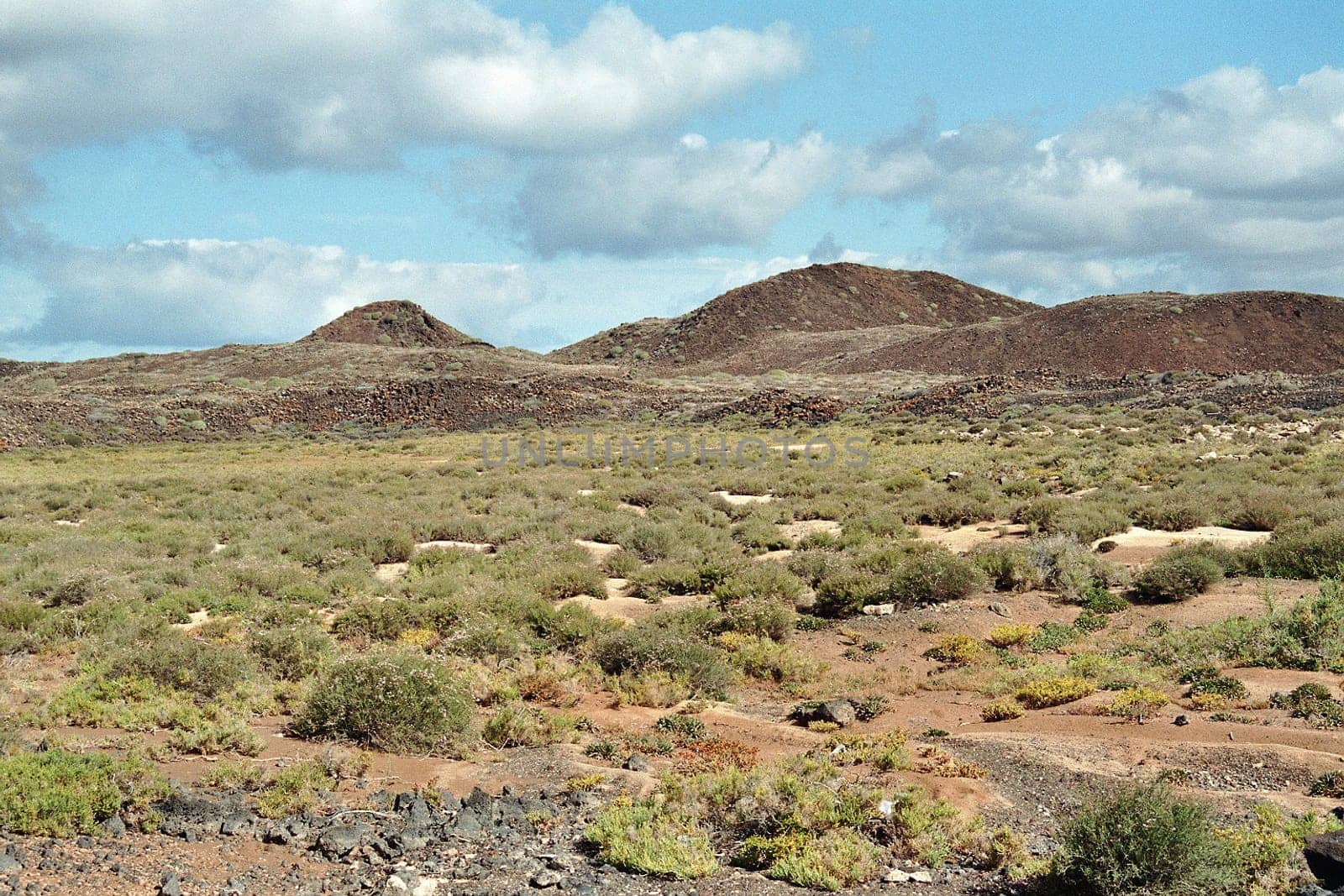Lobos