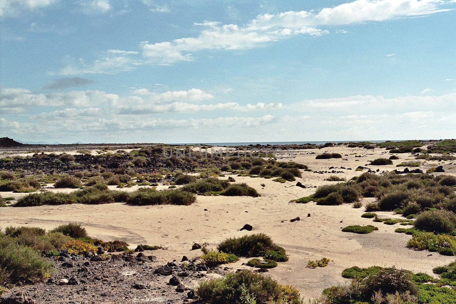 Lobos