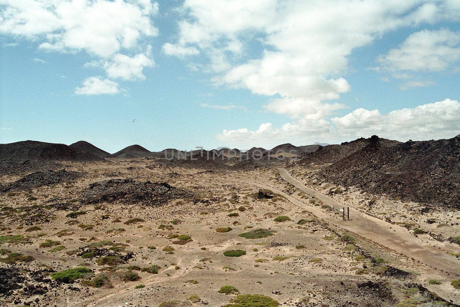 Lobos