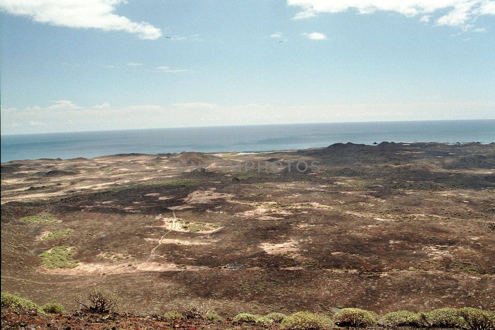 Lobos