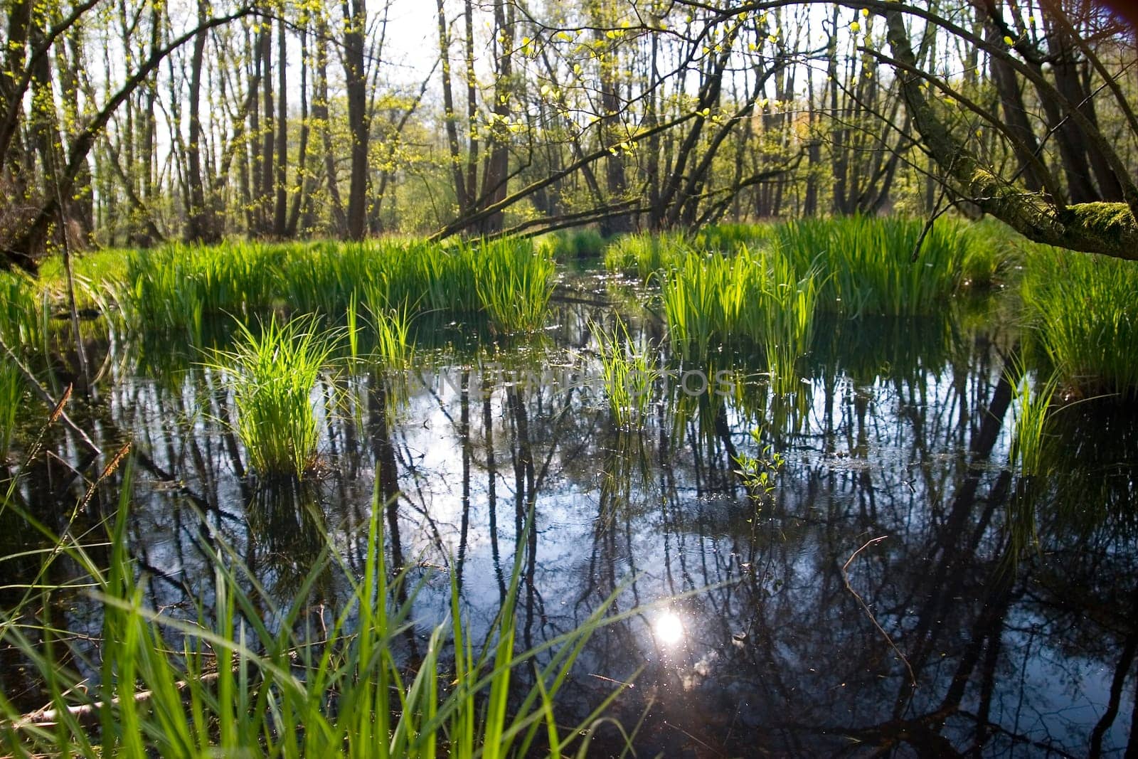 The picture shows a typical Lower Rhine alder quarry forest,which is fed by groundwater and offers larger water areas,especially from autumn to late spring. In summer,the forest is usually dry.