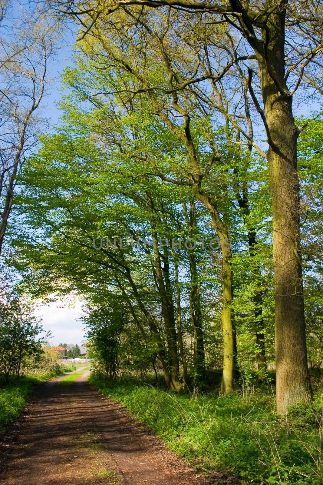 forest path