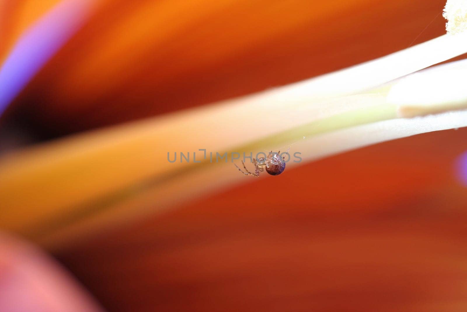 While photographing the flower of the imperial crown,this mini spider (about 3 mm) began to build its web in the flower. Actually,I just wanted to photograph the flower (maybe other pictures of the series). I only discovered the spider through the macro lens. Hi
