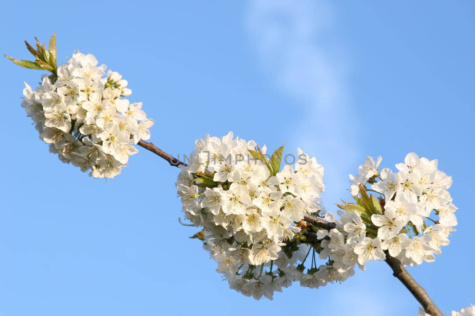 Cherry blossom