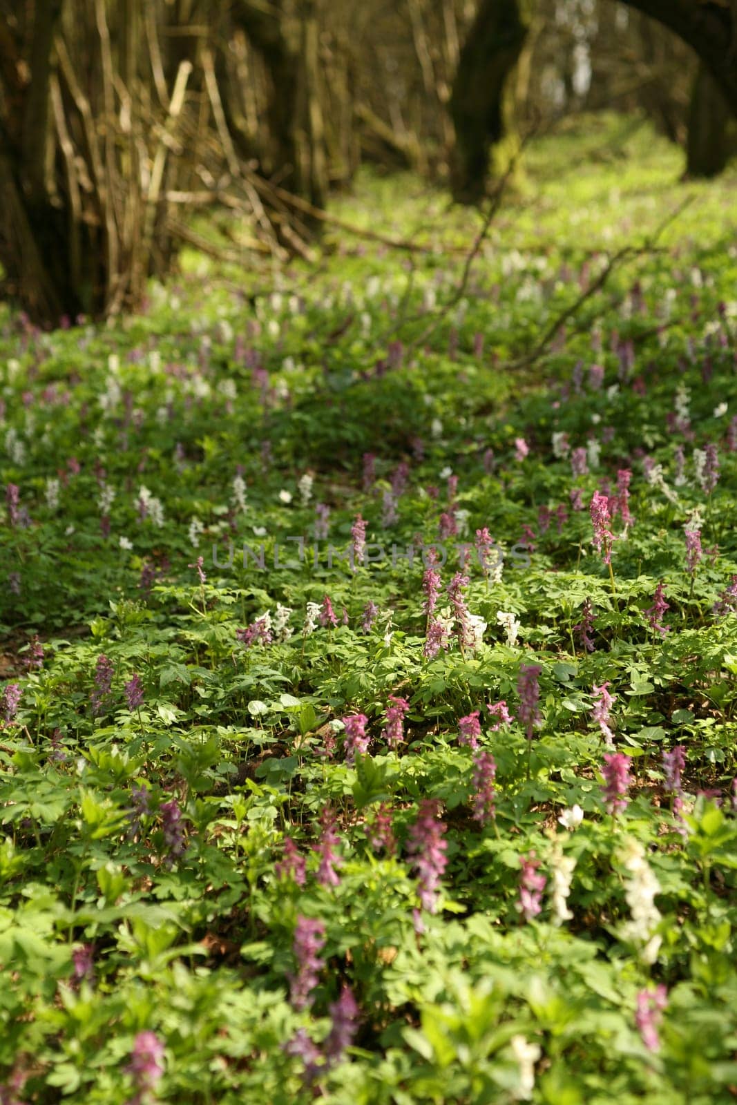 Larkspur blossom in a sparse forest