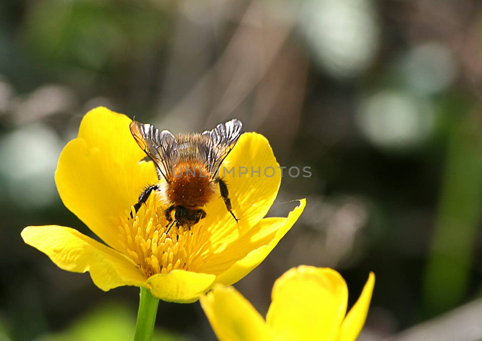 Bumblebee