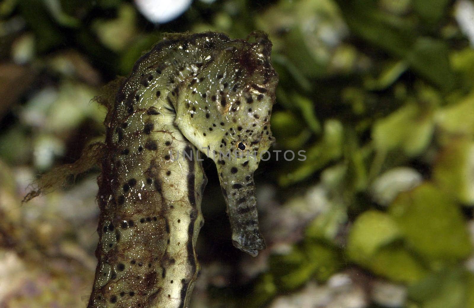 Sea horse