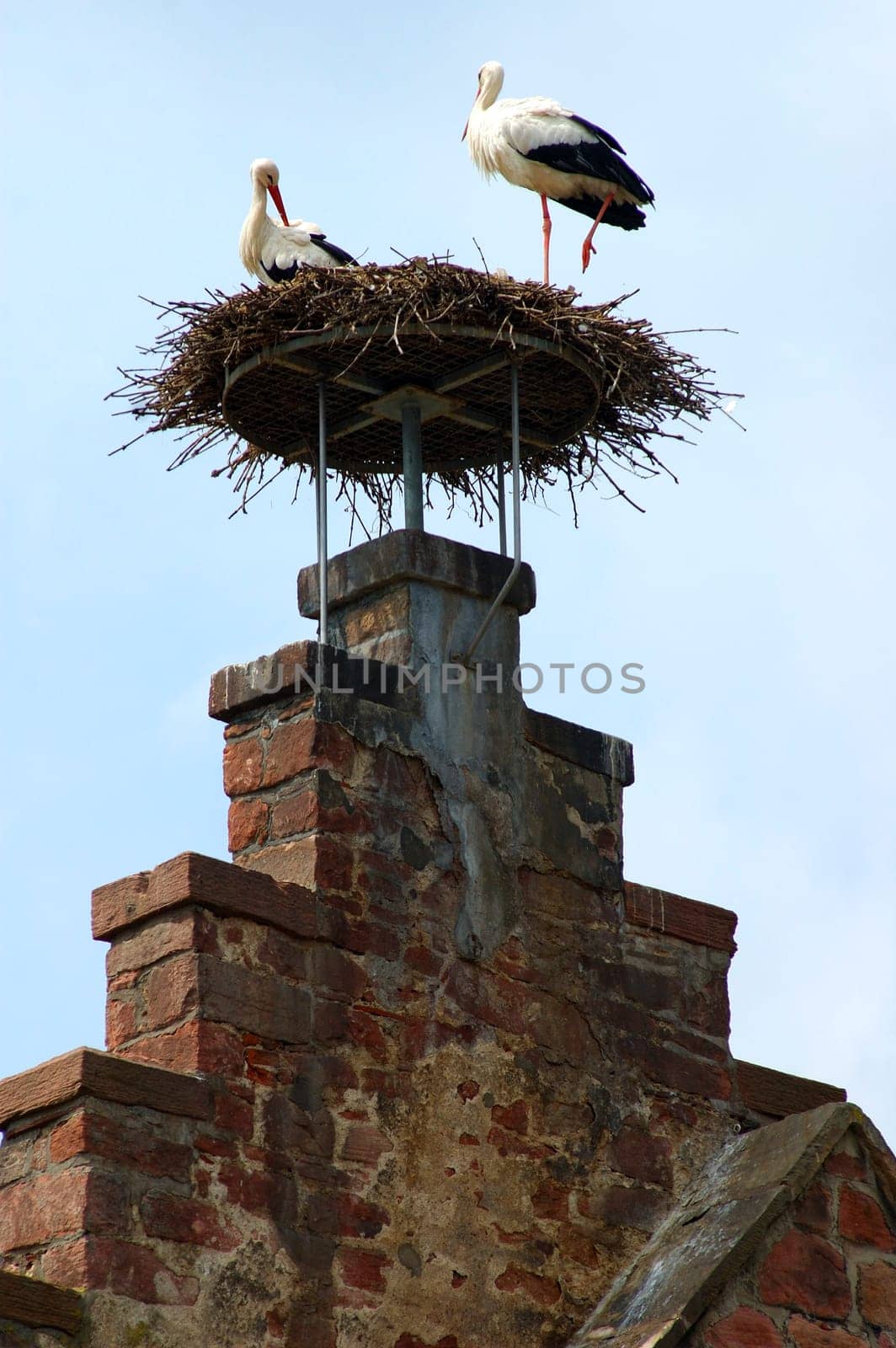 Stork's nest
