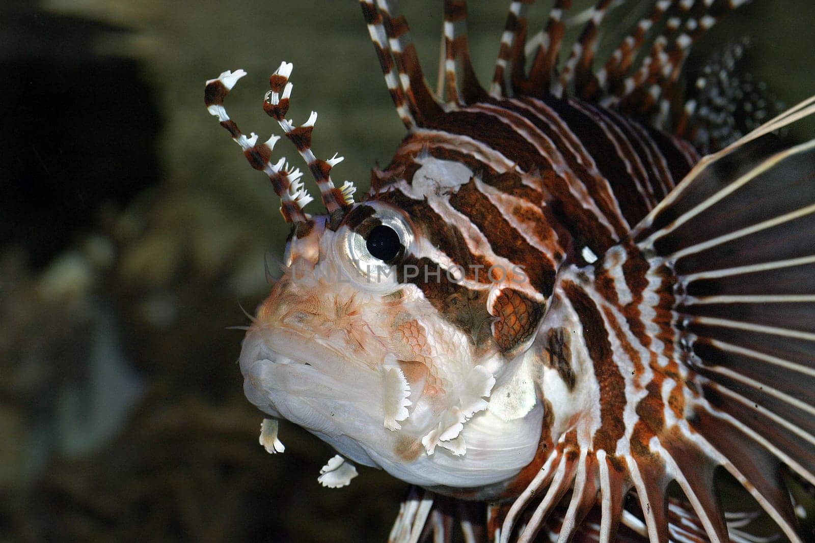 Lionfish