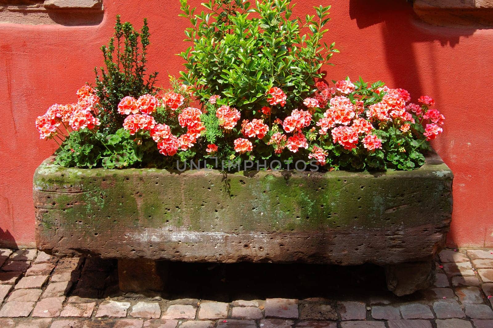 Red geraniums in a flower pot on a street France