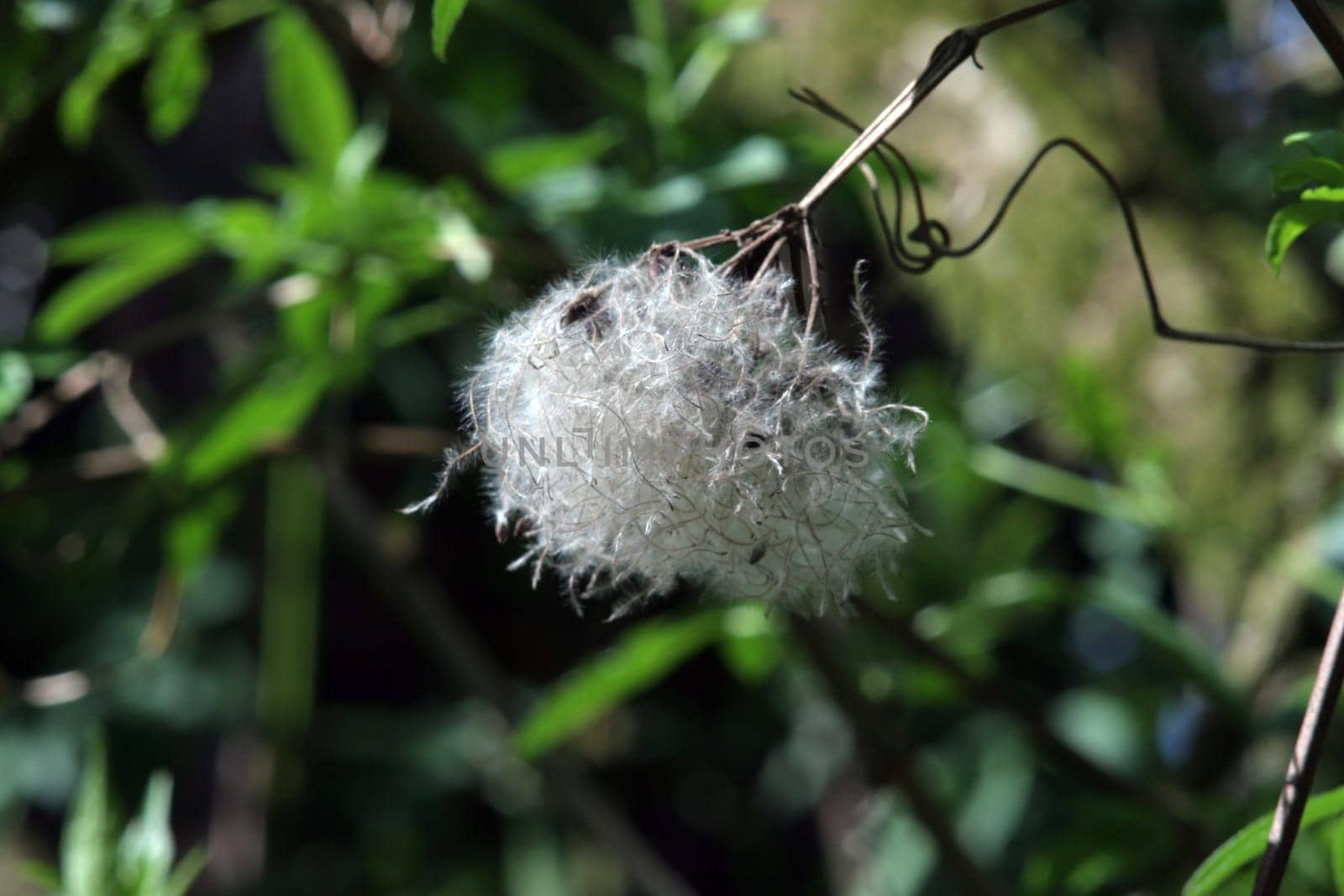 Small impression from a walk in the woods.  The picture was taken with a 1/3.5 135 Carl Zeis Jena M42 lens.