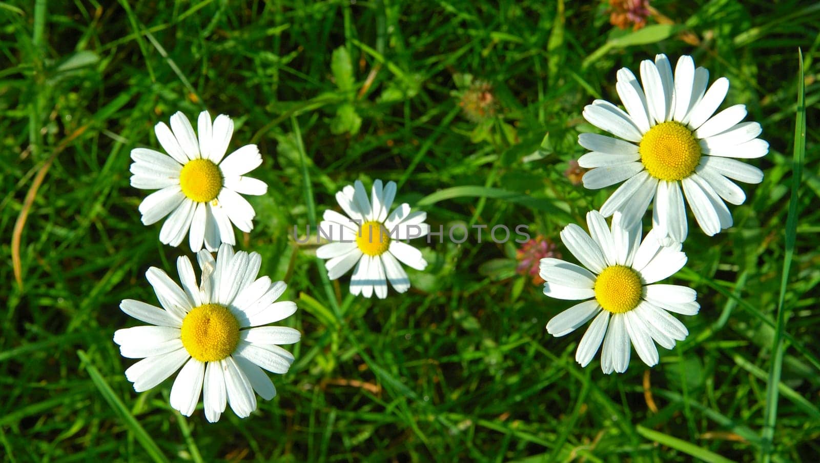 Marguerite Leucanthemum vulgare