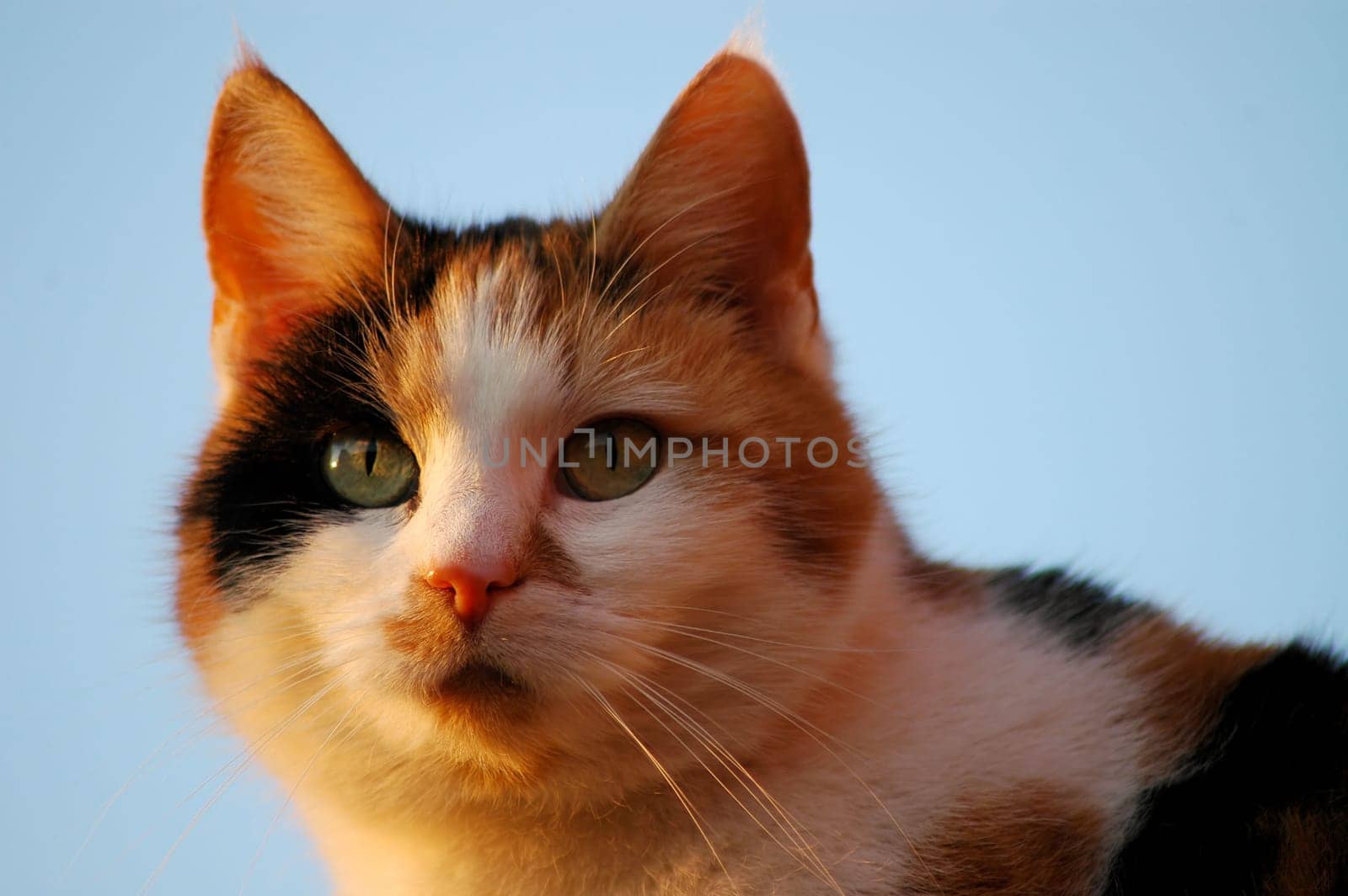 This is our friends' cat! Her name is Flecki and she is actually quite shy. I was lucky only once that she didn't run away right away