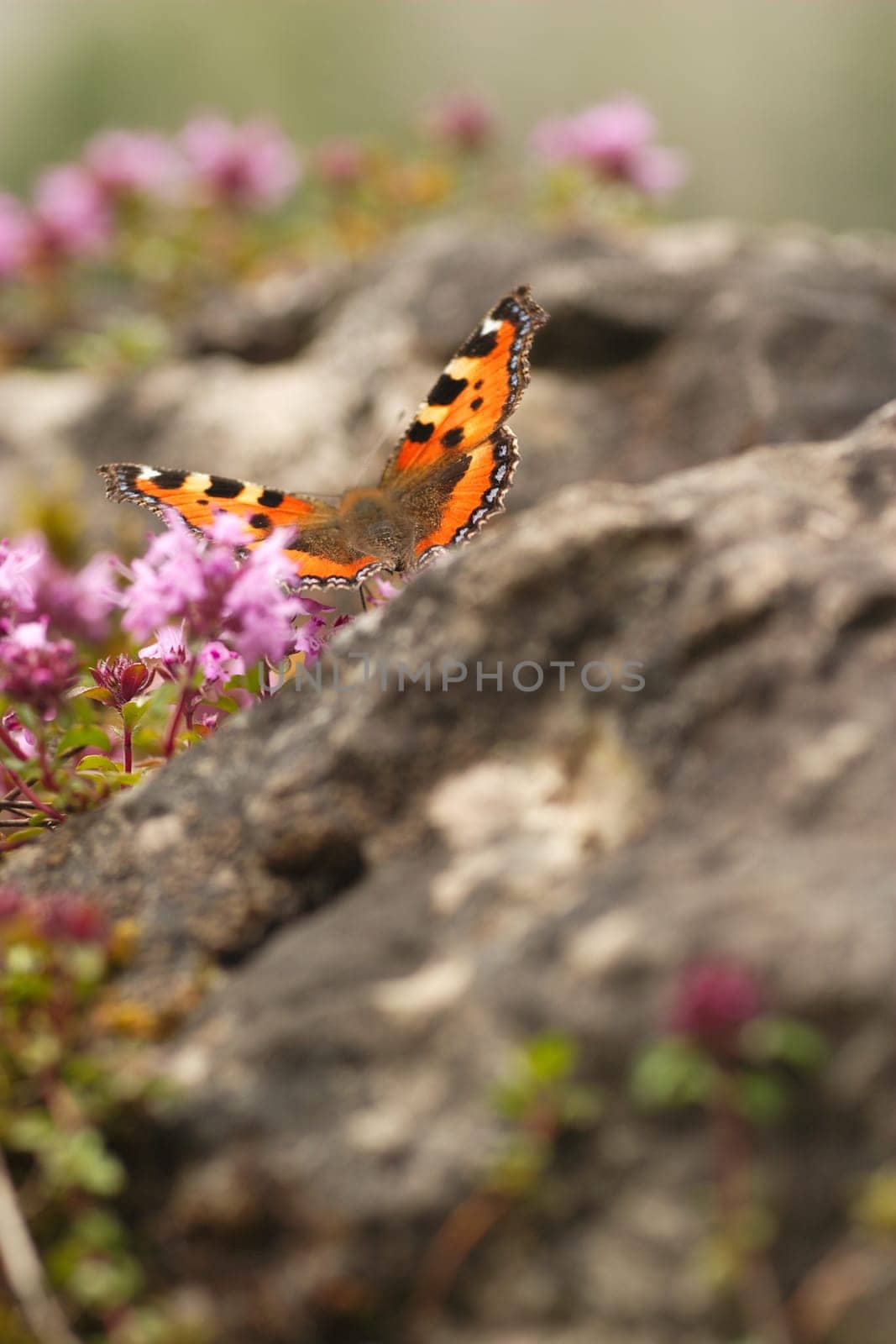 Small tortoiseshell