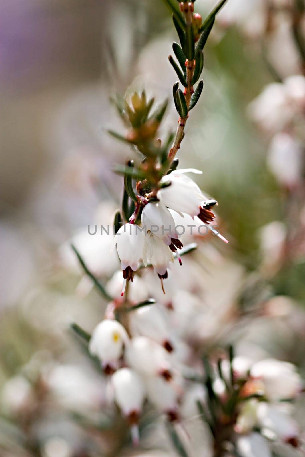White winter heather