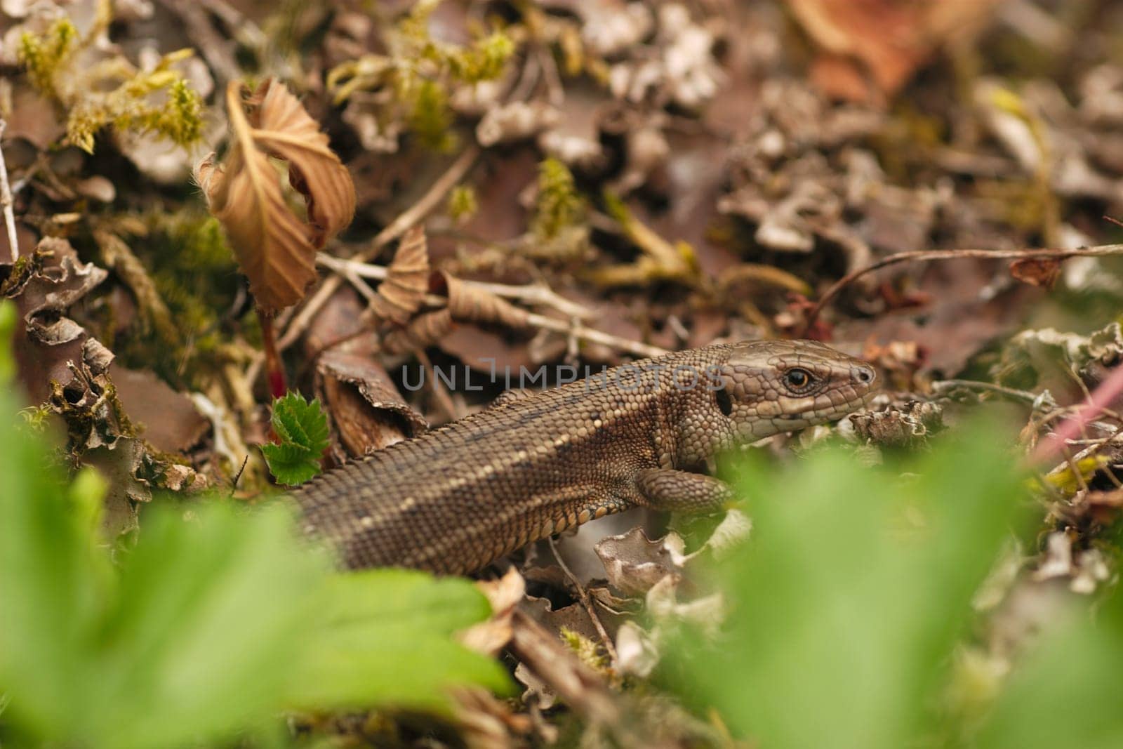 Wood lizard