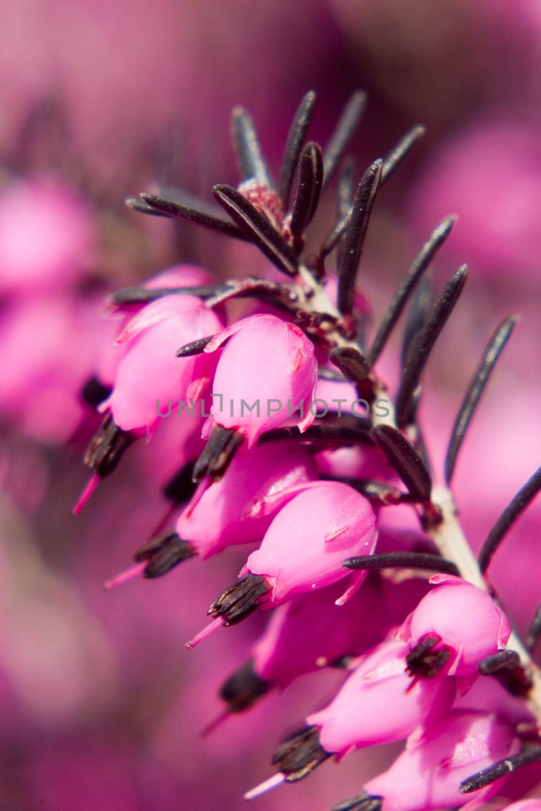 Pink winter heather