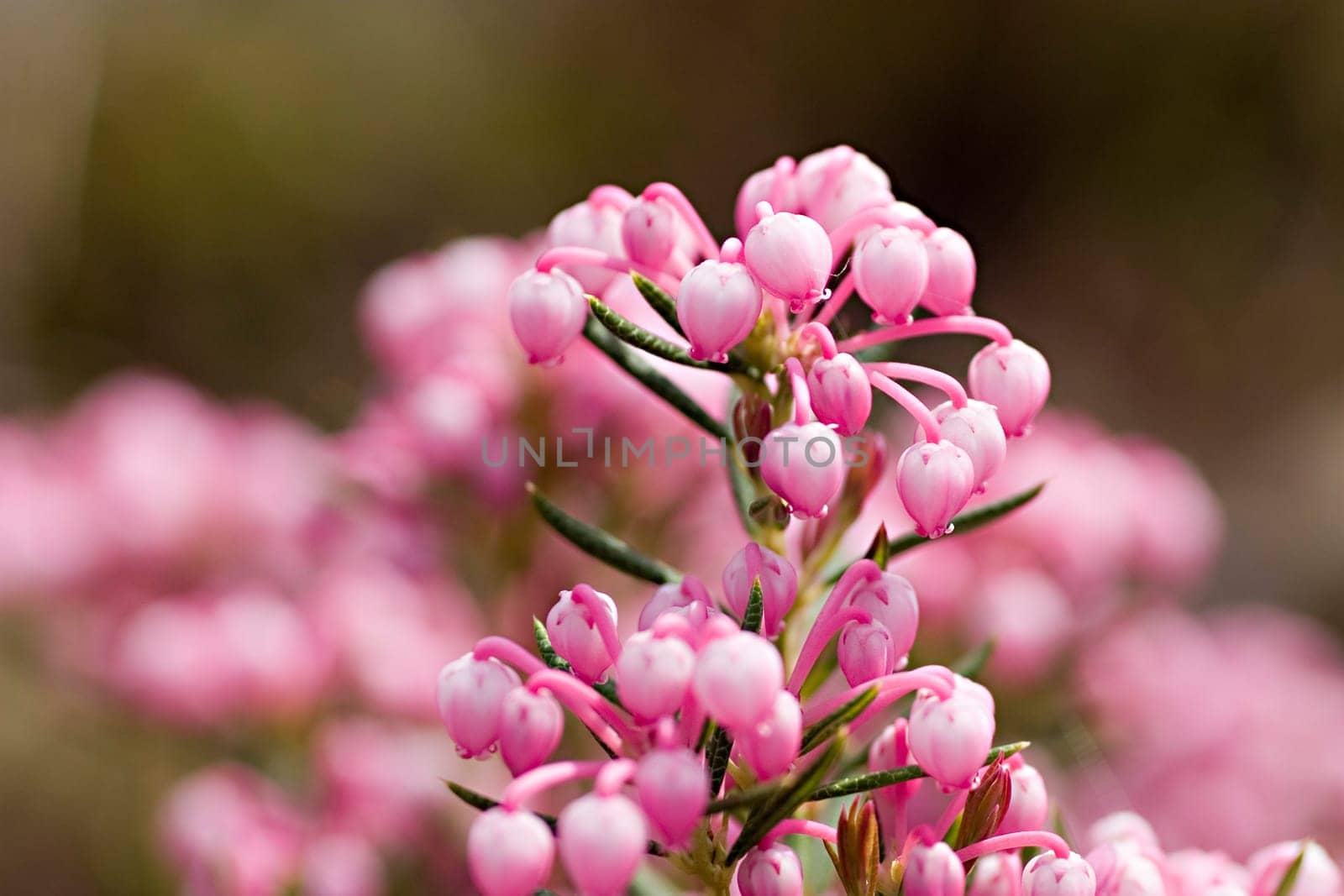 Rosemary heather
