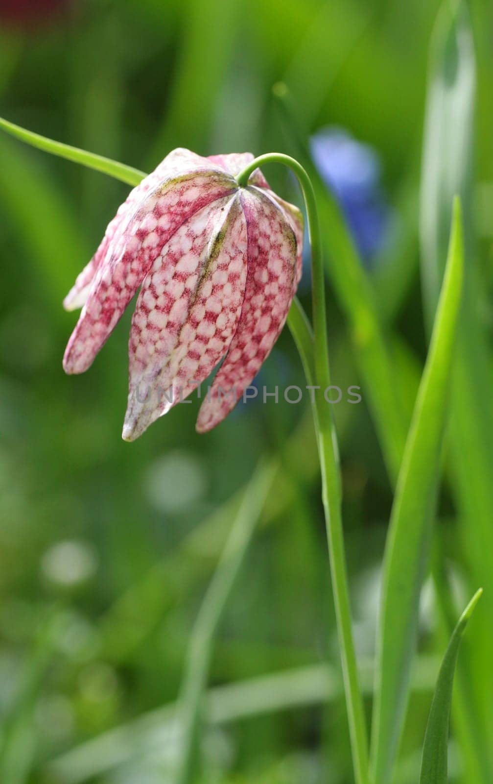 Seen at Keukenhof...