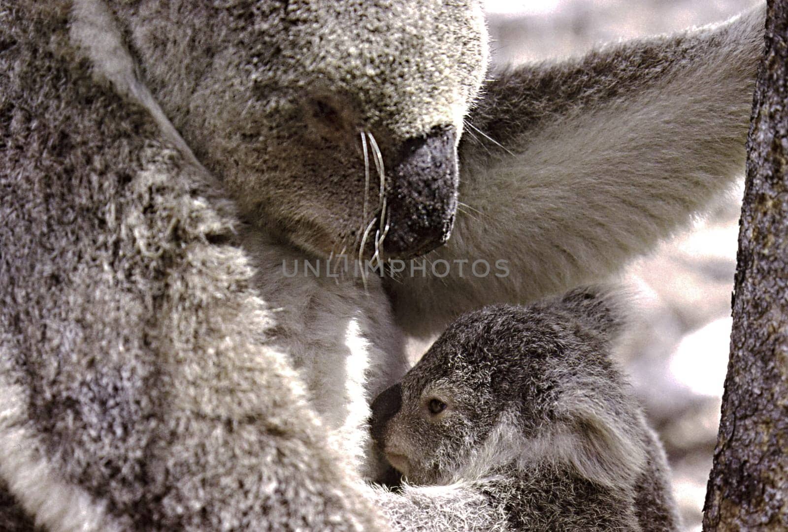 ------------------------ scan of the slide----------------------- By the way,without explicit mention,all my animal photos were taken in the wilderness during animal observations or on hikes