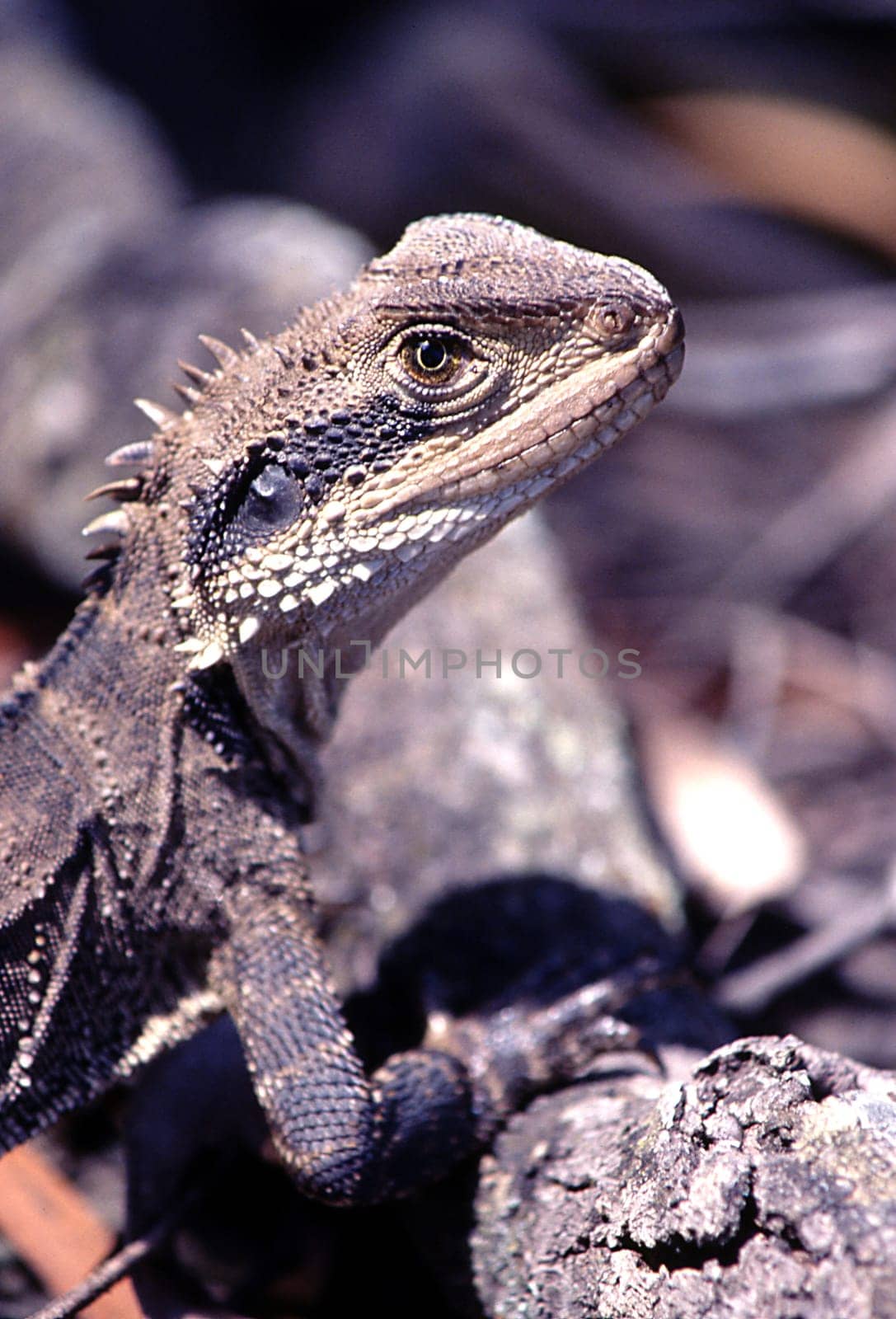 --------------scan of the slide------------- By the way,without explicit mention,all my animal photos were taken in the wilderness during animal observations or on hikes