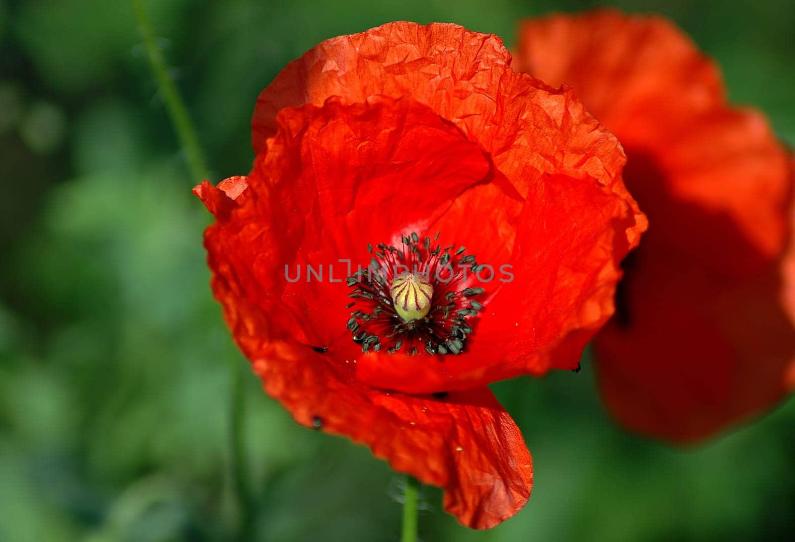 Slowly we can dream of summer. It's supposed to warm up again very quickly. I can imagine that spring is unfortunately over very quickly! But then the time of the poppies will soon come