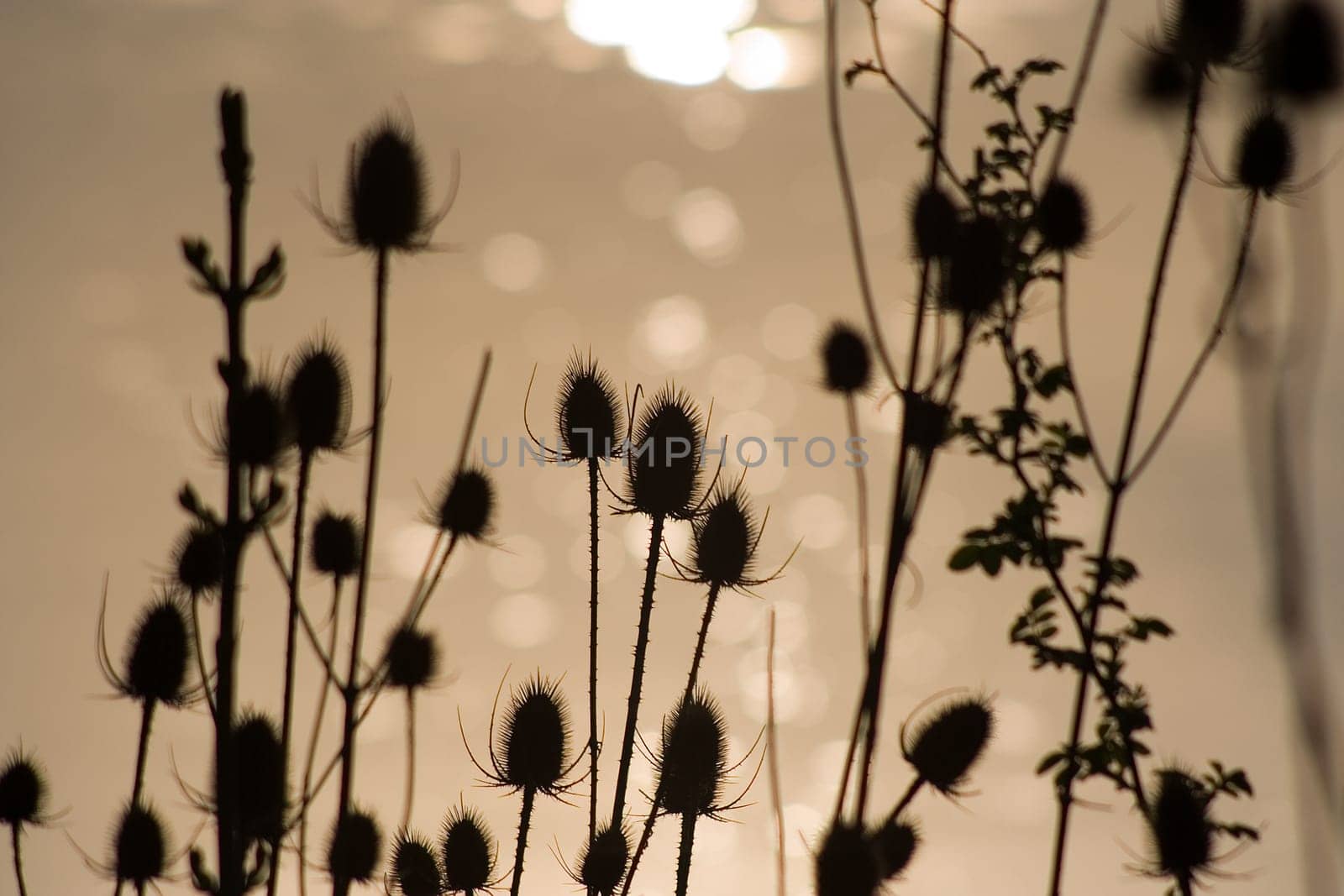 Evening