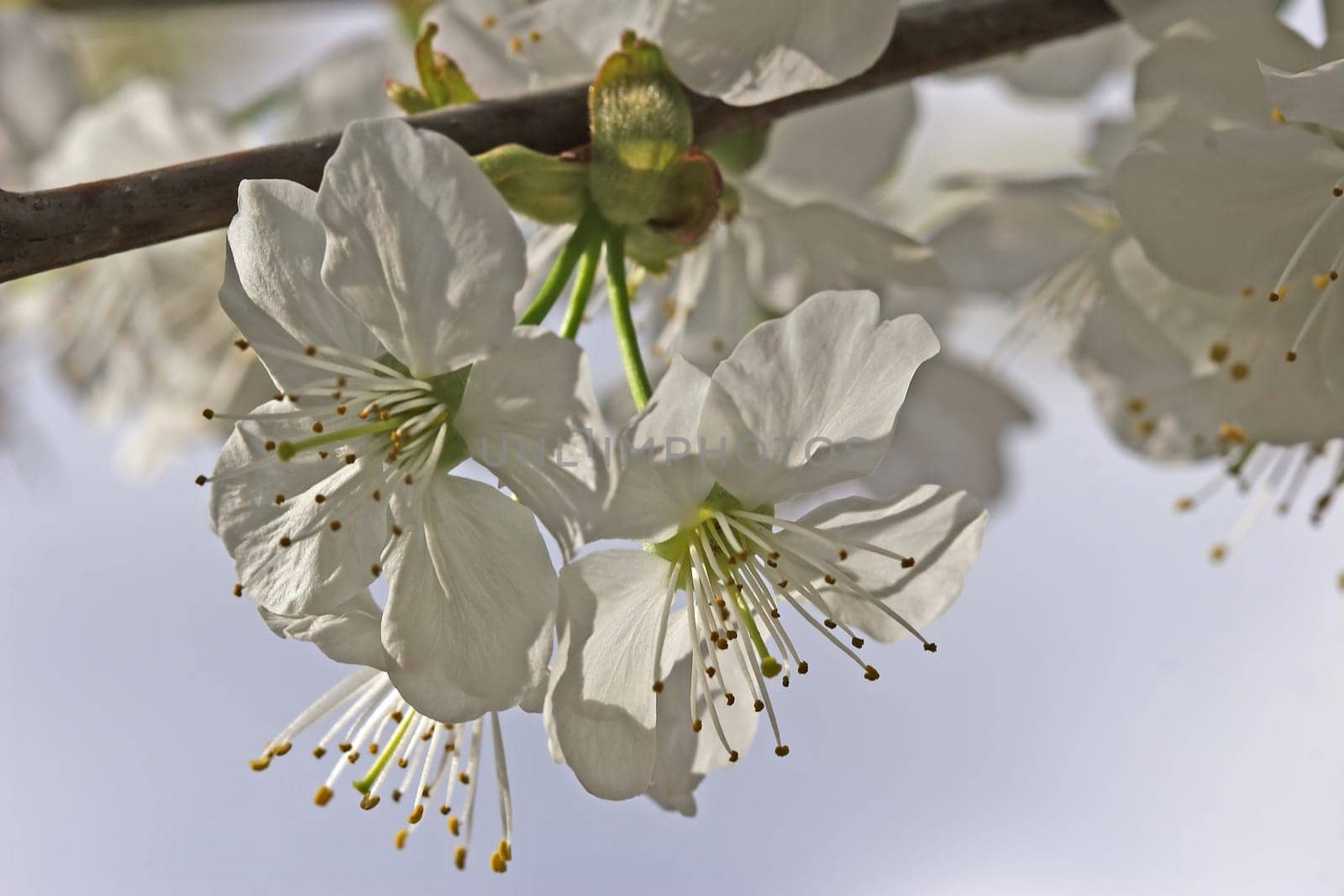 Cherry blossom