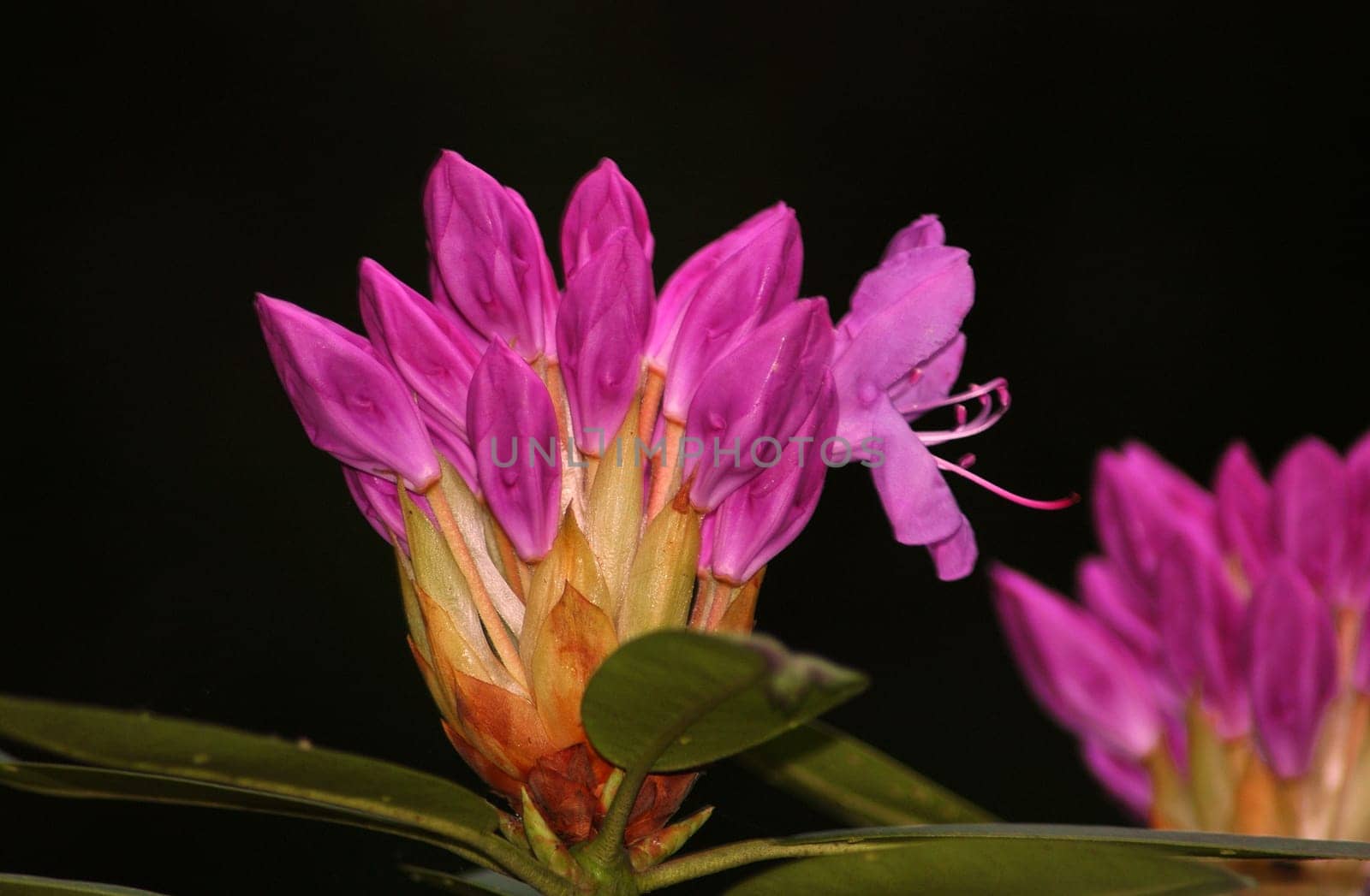 Rhododendron flowers