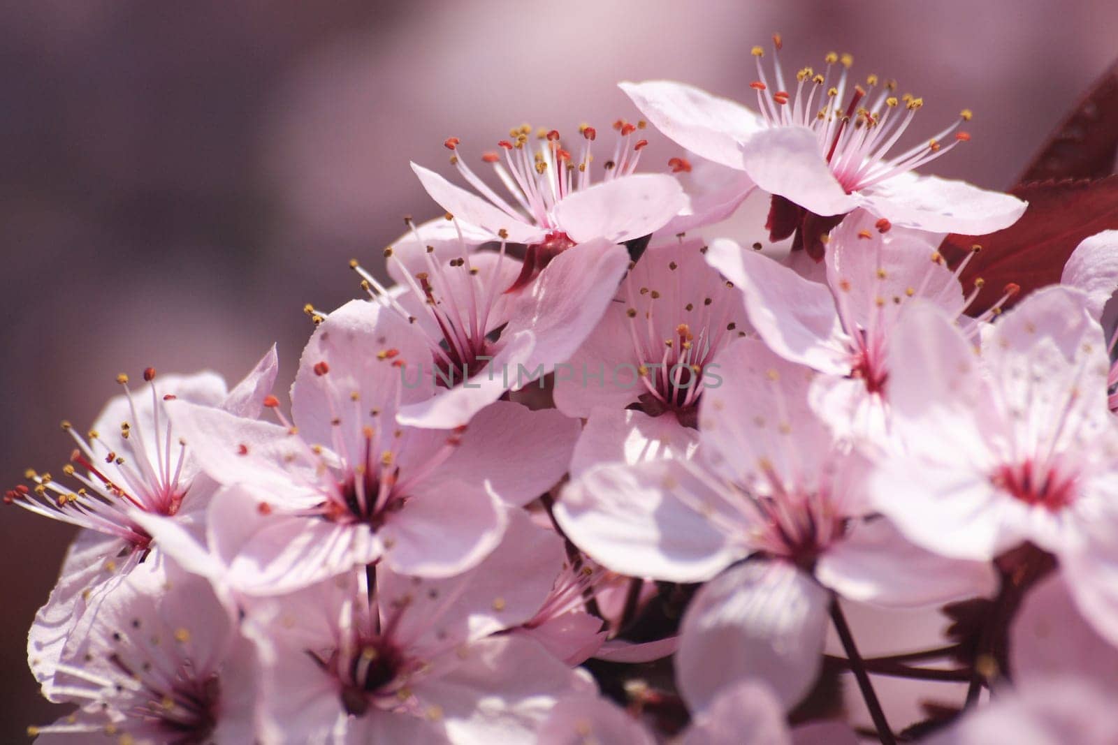 Here,of course,only the flowering. The tree is currently blooming in Hamburg.