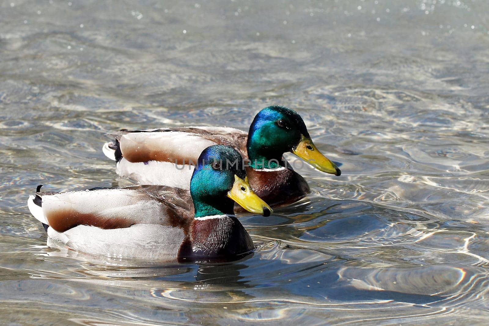 Pair of ducks in April