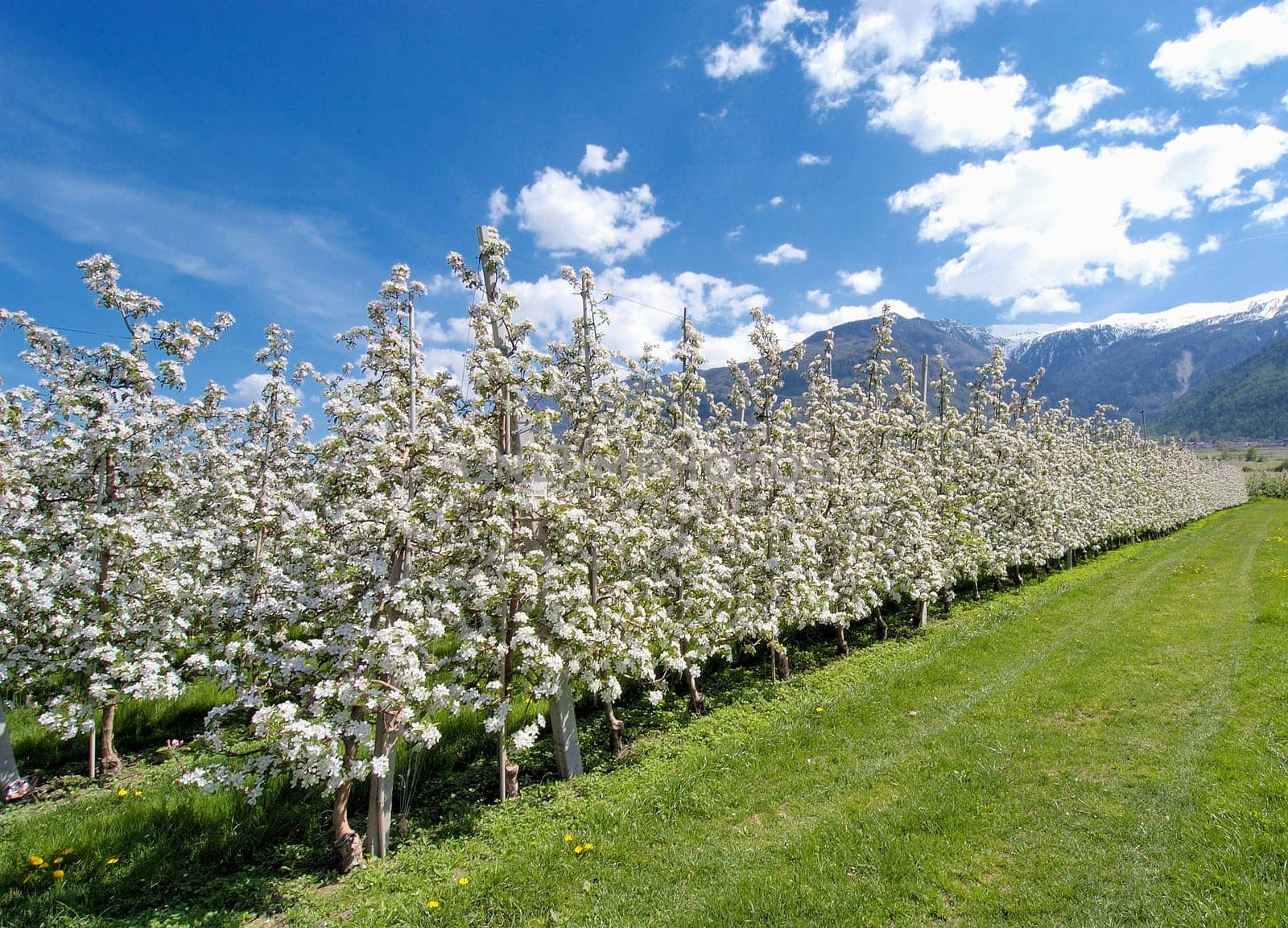 Apple Blossom 03