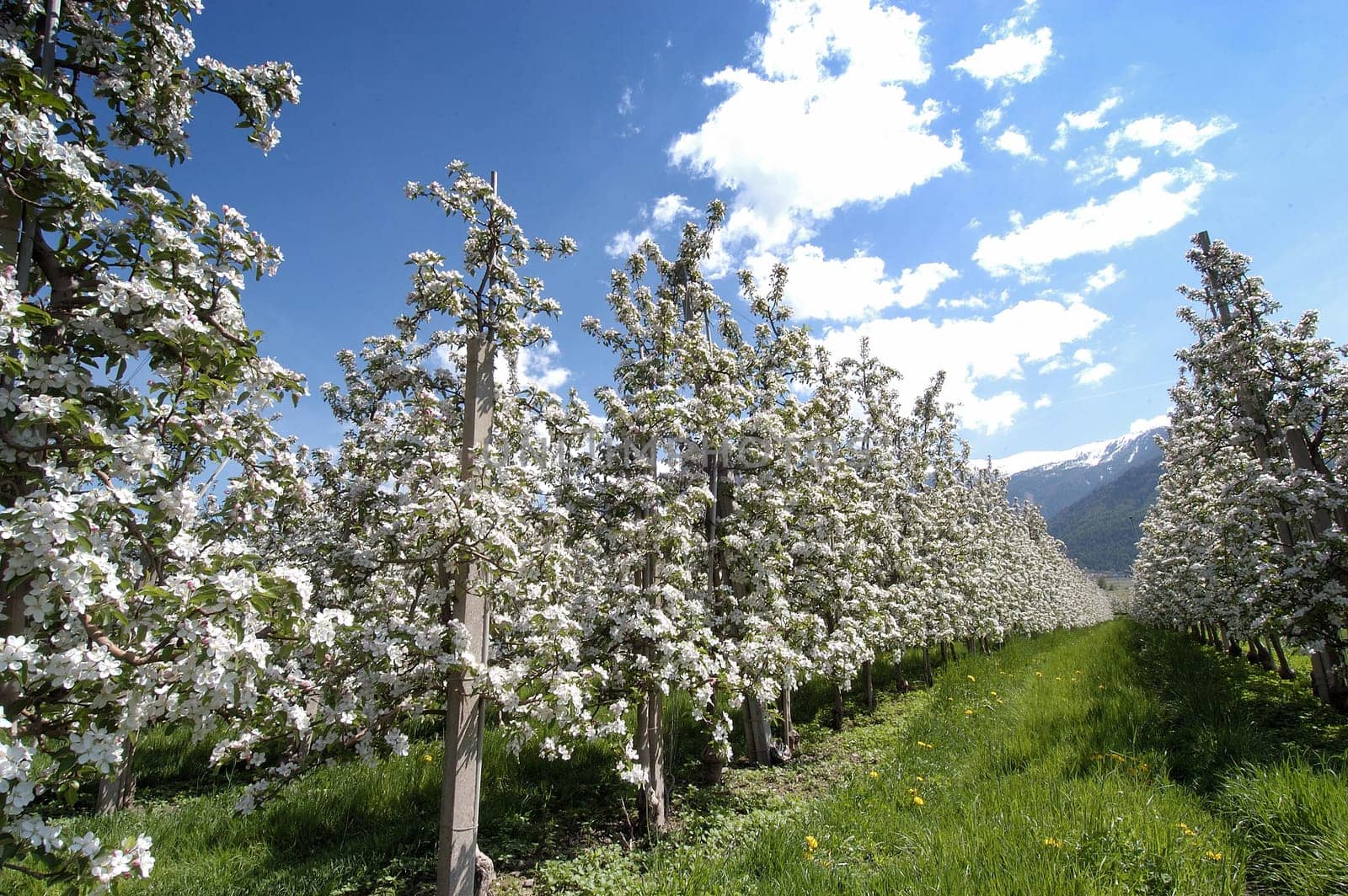 Apple Blossom 04