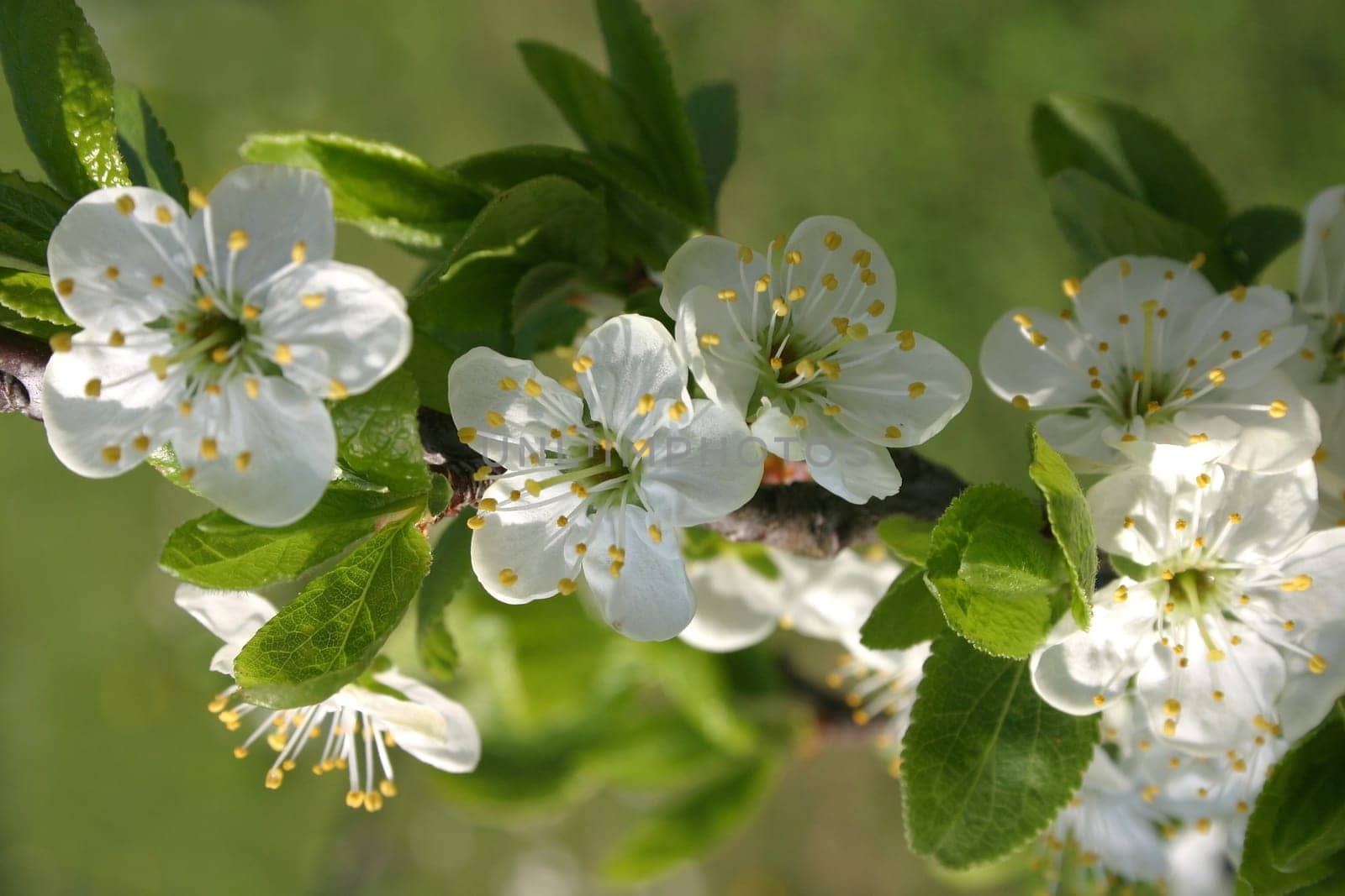 Cherry blossom