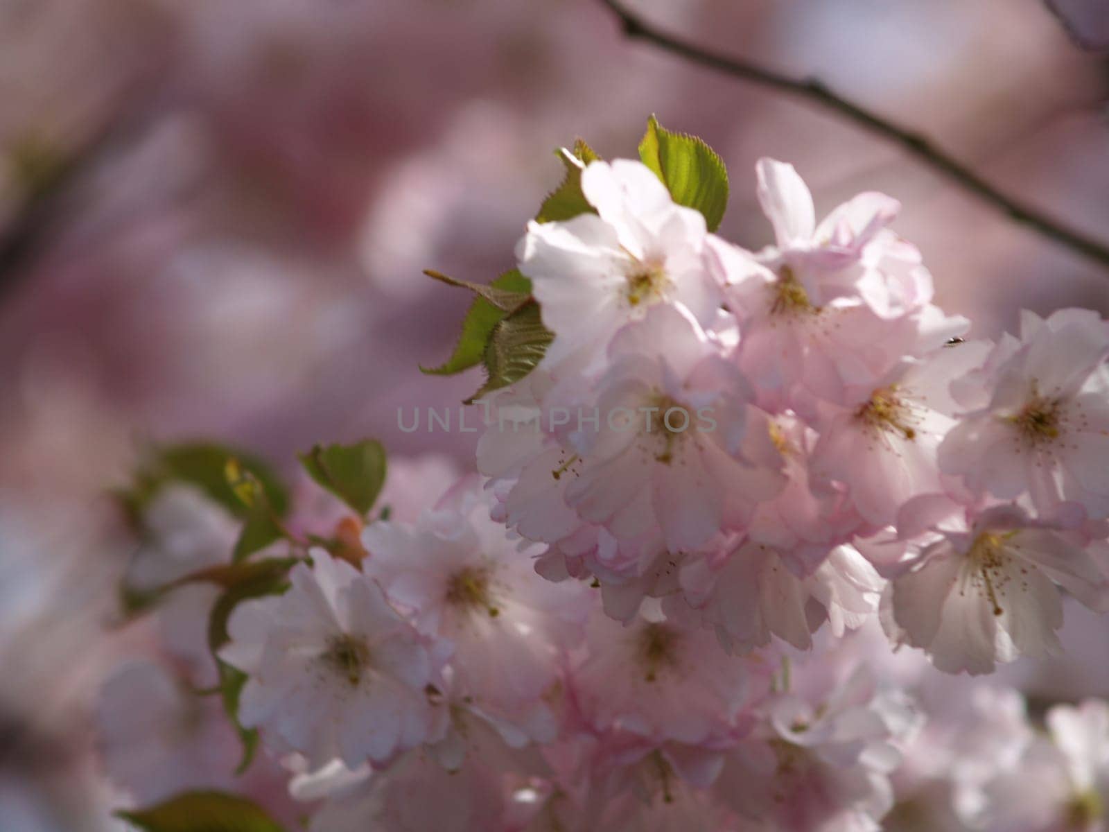 Blossoms