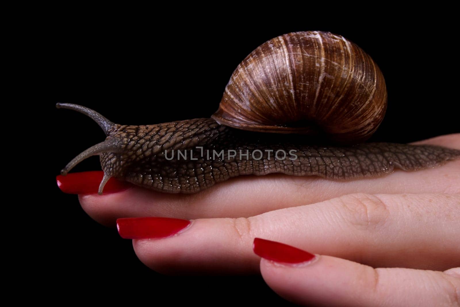During the shooting,no snail was harmed (not even the model) and all snails were released back into the garden.