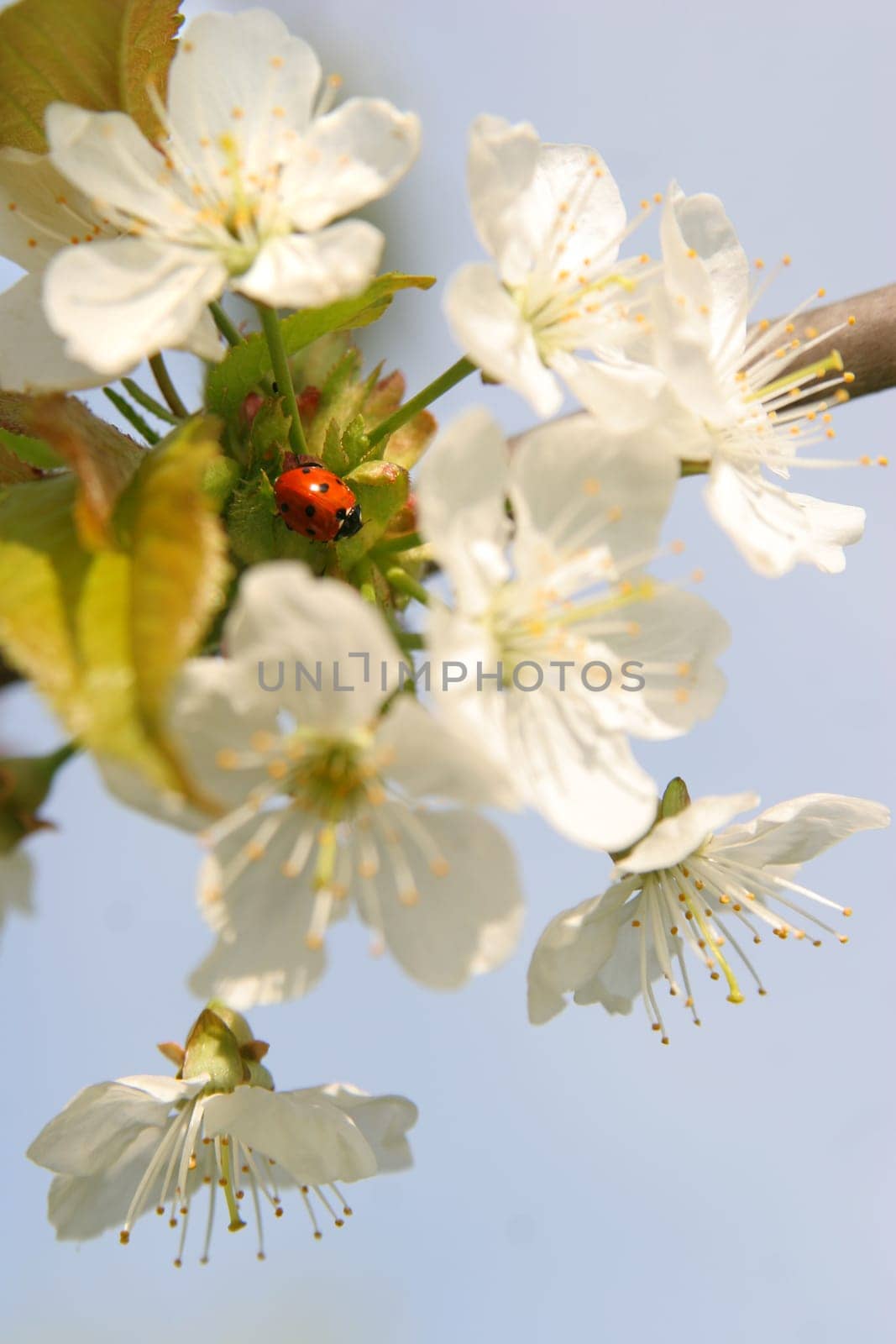 May