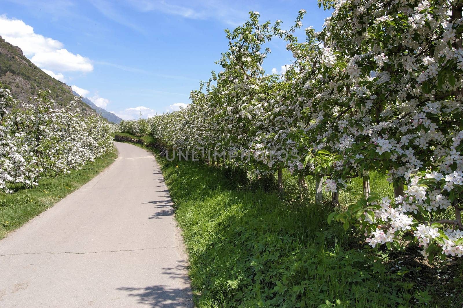 Apple Blossom 01